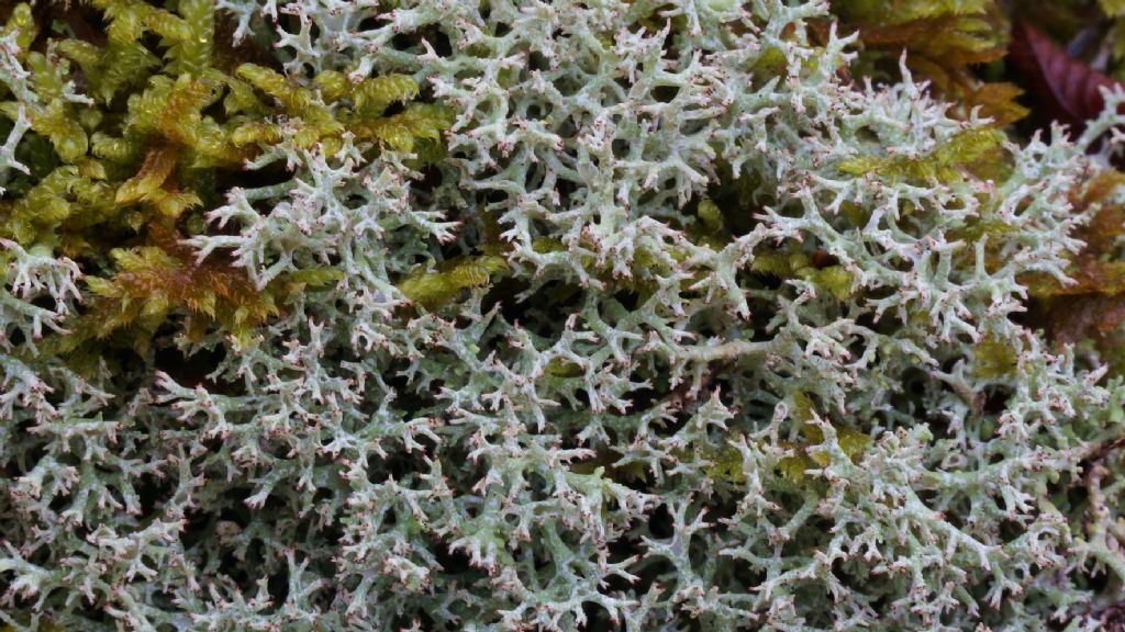 Altra cladonia?